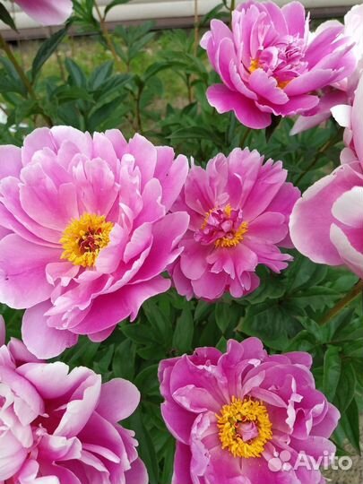 Пионы коллекционные