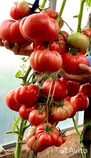 Семена томатов,набор семян,рассада на май