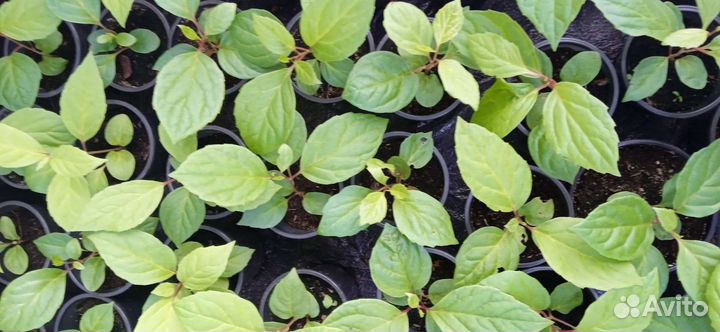 Лимонник зкс