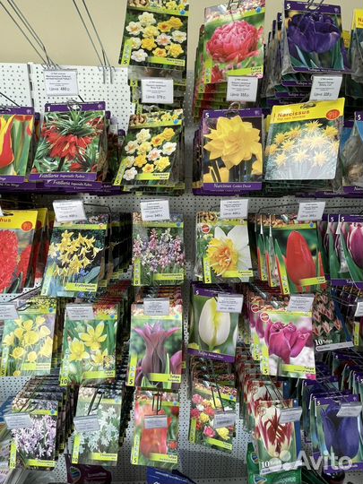Тюльпаны, нарциссы, крокусы, первоцветы луковицы
