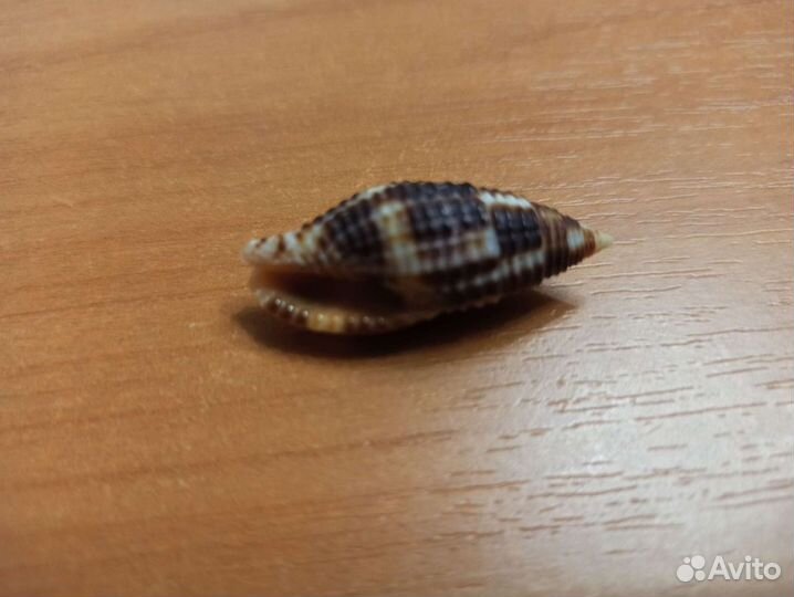 Морская раковина