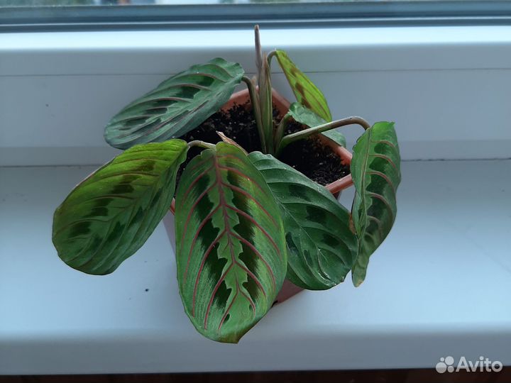 Маранта триколор