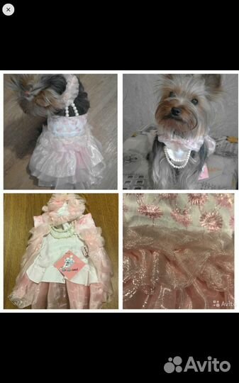 Одежда для собак