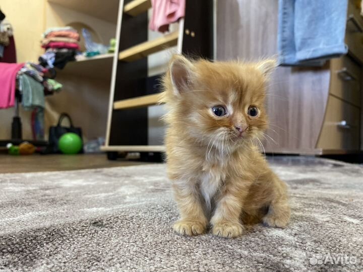 Шотландская вислоухая