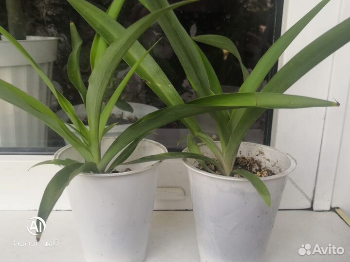 Продам цветы комнатные в ассортименте цена договор