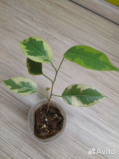 Фикус Бенджамина пестролистный