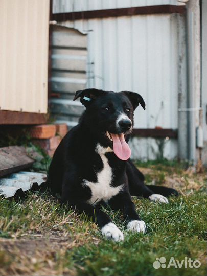 Собака в добрые руки