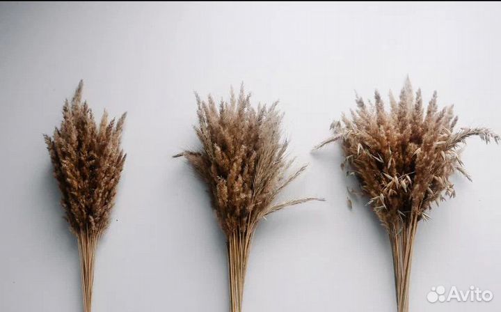 Декоративные букеты (Сухостой)