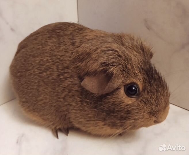 Морские свинки гладкошерстные мальчики