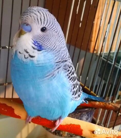 Малыши ввп(чех) разных окрасов самцы и радужные