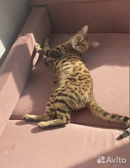Бенгальская кошка вязка