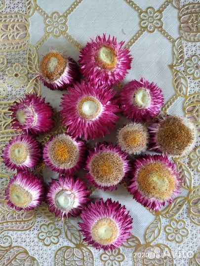 Семена красивых цветов