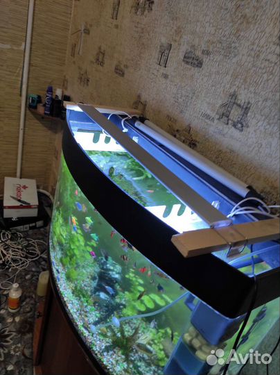 Аквариумные рыбки