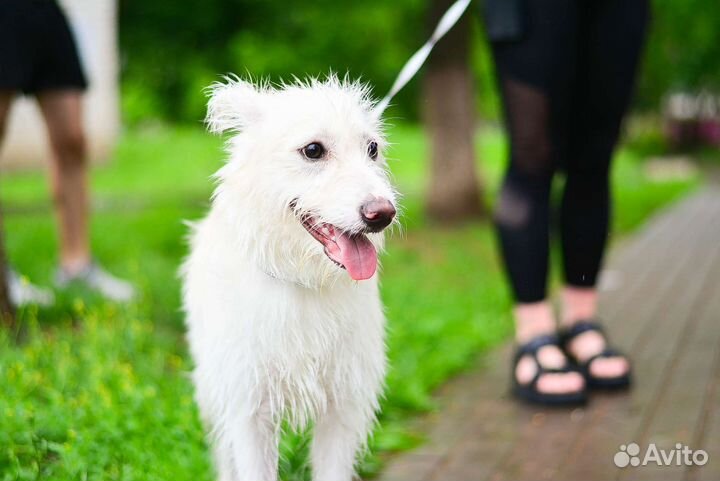 Щенок в добрые руки бесплатно