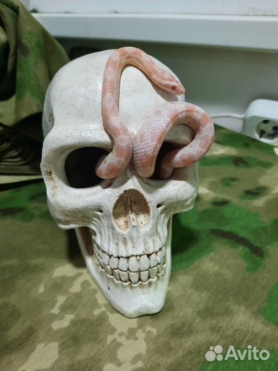 Змея маисовый полоз