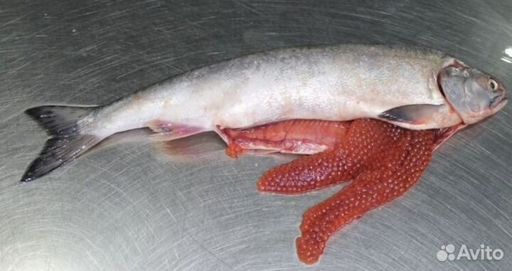 Рыба свежемороженая, опт