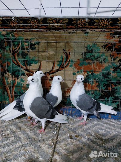 Голуби на вольном содержании