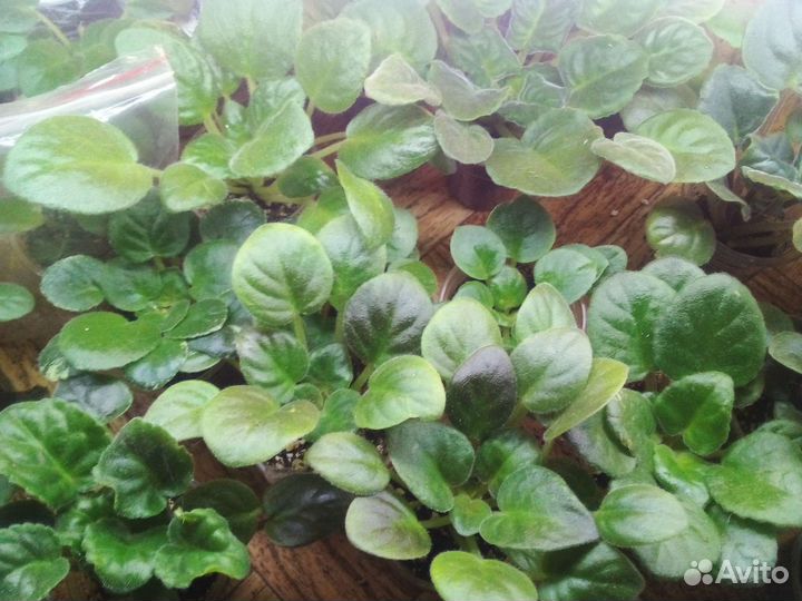 Детки сортовых фиалок