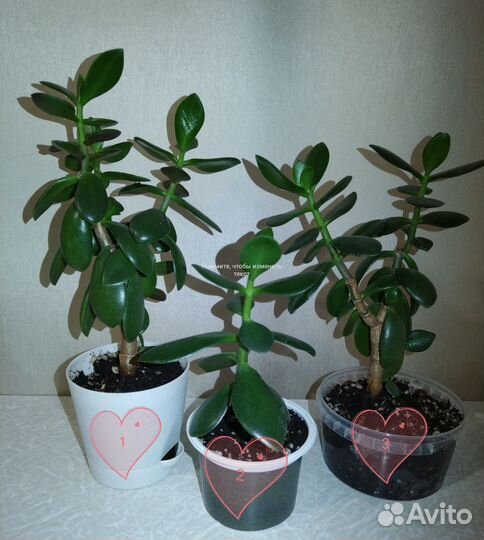 Комнатные цветы