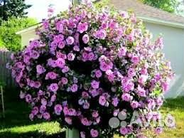 Гибискус садовый