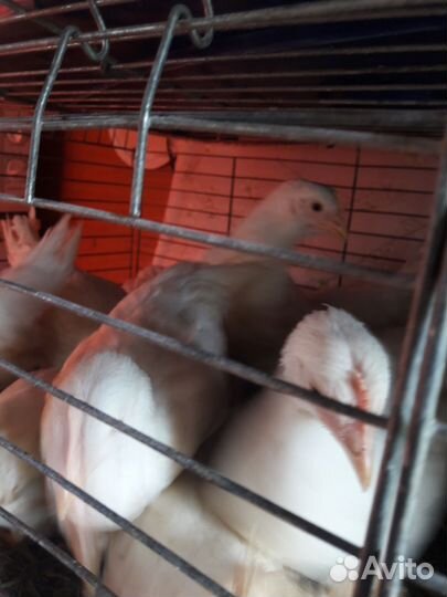 Молодки Декалб Уайт