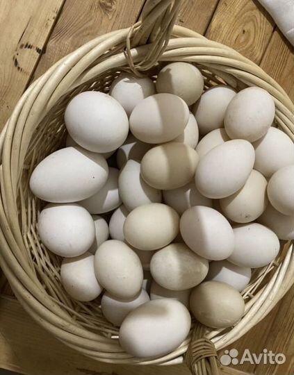 Домашние гусиные яйца