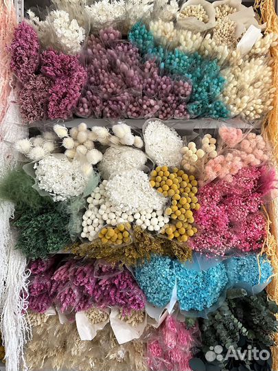 Лагурус сухоцвет Сухоцветы