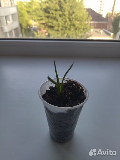 Продам цветы комнатные