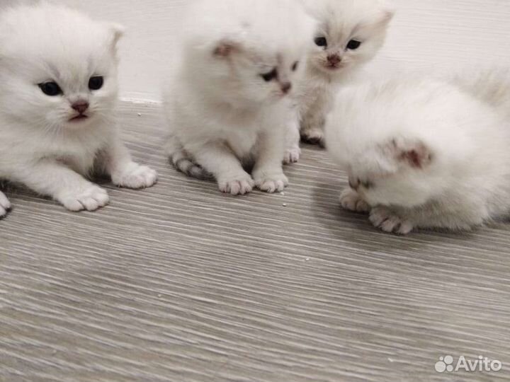 Шотландский кот вязка