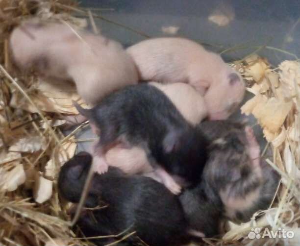 Сирийские хомяк