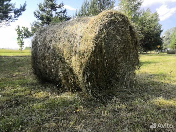 Сено в рулонах