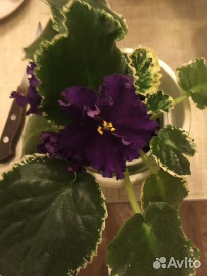 Сортовые фиалки