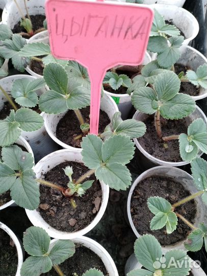 Саженцы клубники