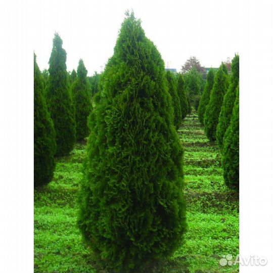 Туя Смарагд