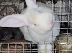 Кролики белый Паннон чистопородные
