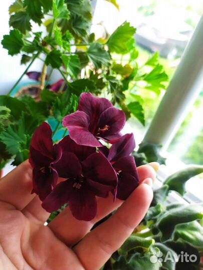 Пеларгония королевская