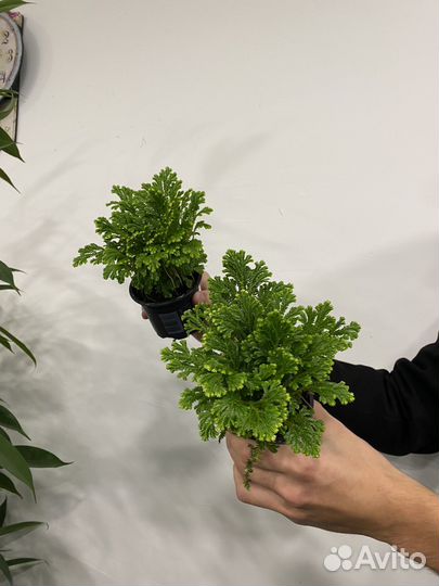 Селагинелла