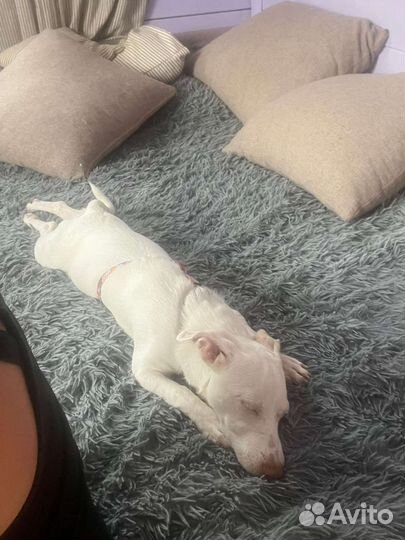 Квартирная собачка в дар