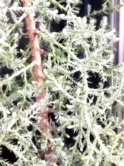 Кипарисовик