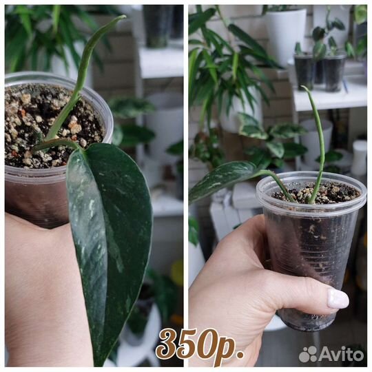 Эпипремнум Пиннатум Вайт Вариегата