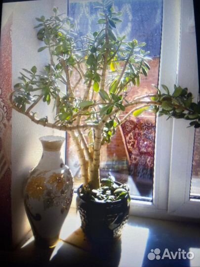 Денежное дерево