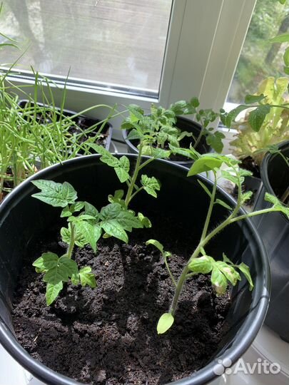 Рассада помидор «Балконное чудо»