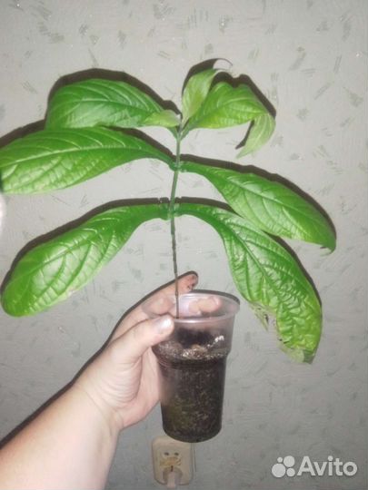 Пахистахис или комнатная кукуруза