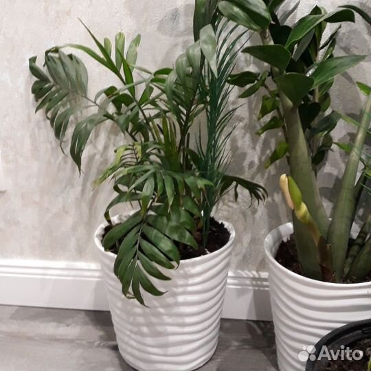 Замиокулькас зензи вариегатный