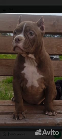 Американский булли покет