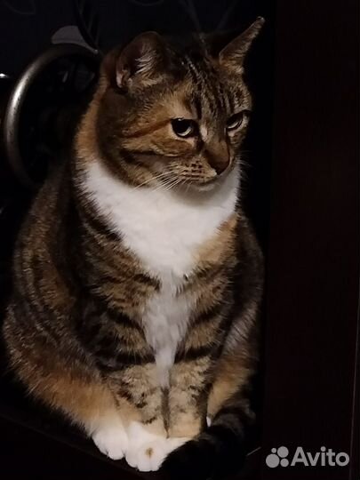 Кошка ищет дом