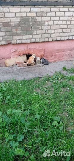 Возьмите котенка