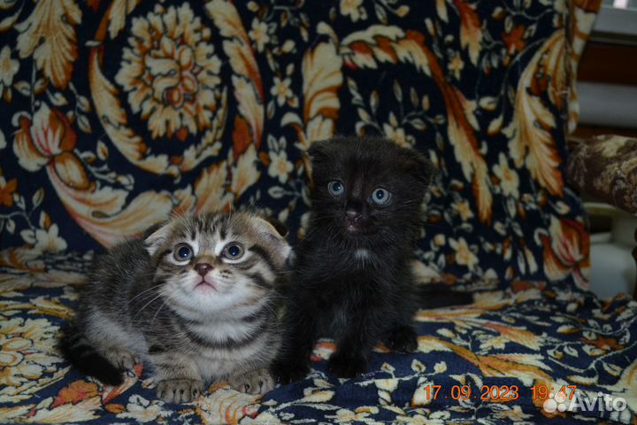 Вислоухие котята