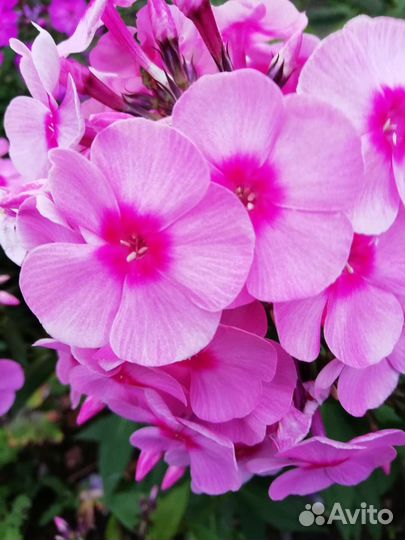 Петуния, флоксы, астильба, бархатцы и другие