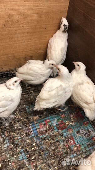 Петухи мараны, о шамо, перепелки, бройлеры